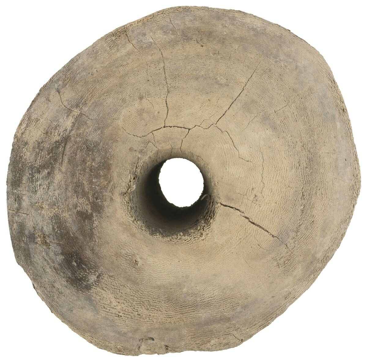 Authentic Large Tuareg Wooden Pulley – Vintage 20 × 18 cm Well Tool